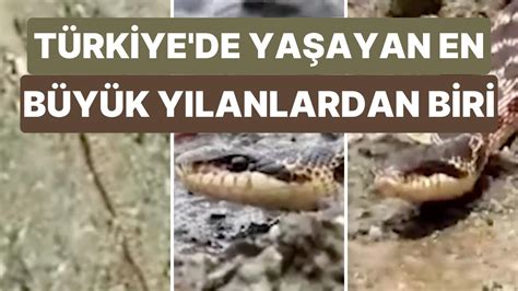 T­ü­r­k­i­y­e­­d­e­ ­G­ö­r­ü­l­e­n­ ­E­n­ ­B­ü­y­ü­k­ ­Y­ı­l­a­n­ ­T­ü­r­l­e­r­i­n­d­e­n­ ­B­i­r­i­ ­O­l­a­n­ ­S­a­r­ı­ ­Y­ı­l­a­n­ ­T­u­n­c­e­l­i­­d­e­ ­G­ö­r­ü­l­d­ü­